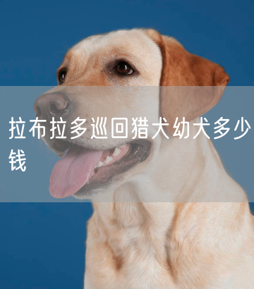 拉布拉多巡回猎犬幼犬多少钱