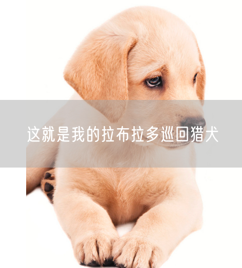 这就是我的拉布拉多巡回猎犬