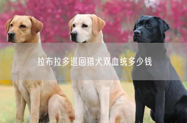 拉布拉多巡回猎犬双血统多少钱