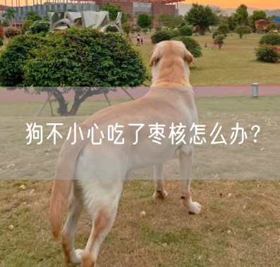 狗不小心吃了枣核怎么办？