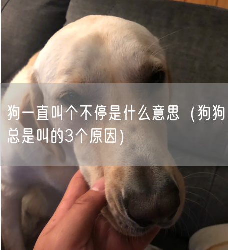 狗一直叫个不停是什么意思（狗狗总是叫的3个原因）