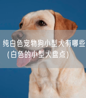 纯白色宠物狗小型犬有哪些（白色的小型犬盘点）