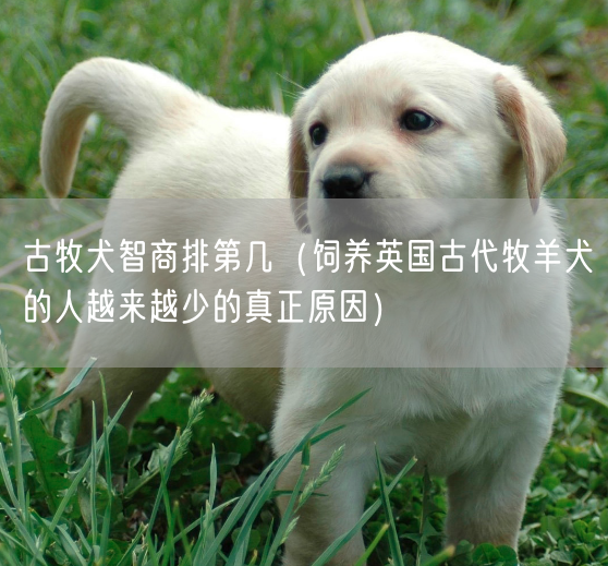 古牧犬智商排第几（饲养英国古代牧羊犬的人越来越少的真正原因）