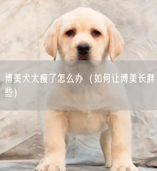 博美犬太瘦了怎么办（如何让博美长胖些）