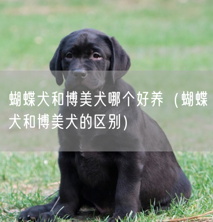 蝴蝶犬和博美犬哪个好养（蝴蝶犬和博美犬的区别）