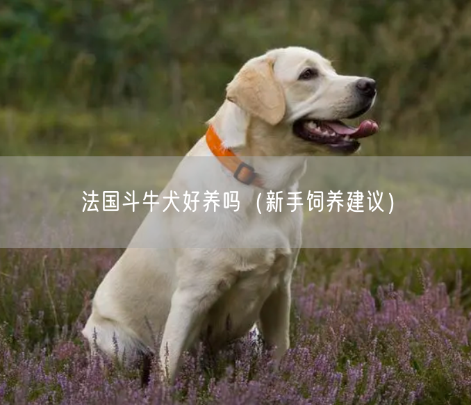 法国斗牛犬好养吗（新手饲养建议）