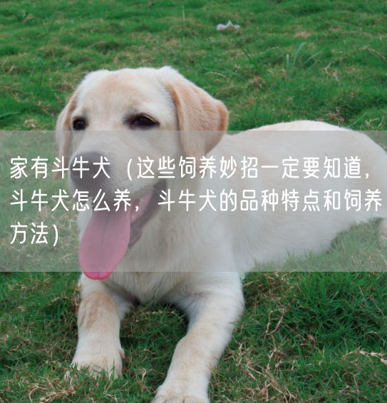 家有斗牛犬（这些饲养妙招一定要知道，斗牛犬怎么养，斗牛犬的品种特点和饲养方法）