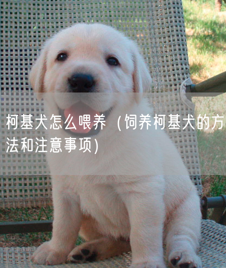 柯基犬怎么喂养（饲养柯基犬的方法和注意事项）