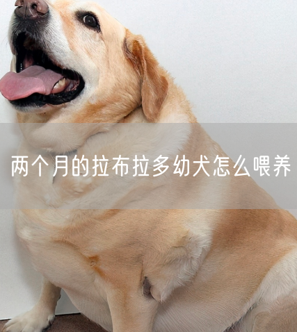 两个月的拉布拉多幼犬怎么喂养