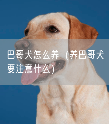 巴哥犬怎么养（养巴哥犬要注意什么）