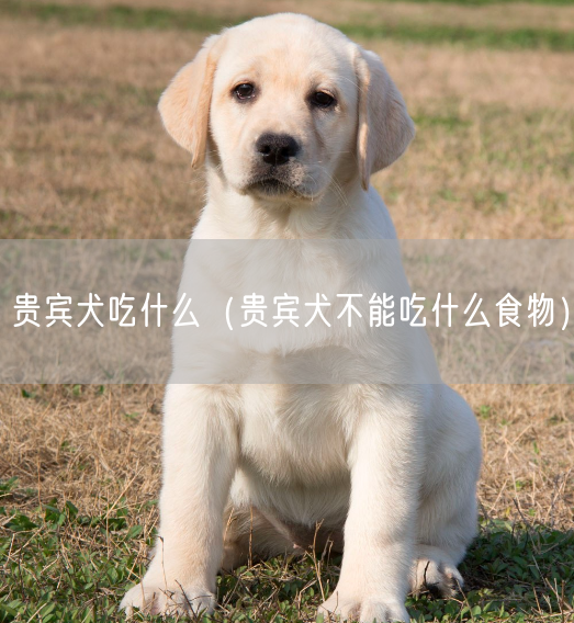 贵宾犬吃什么（贵宾犬不能吃什么食物）