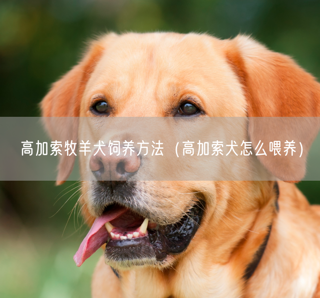  高加索牧羊犬饲养方法（高加索犬怎么喂养）