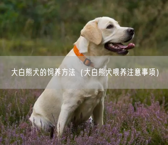 大白熊犬的饲养方法（大白熊犬喂养注意事项）