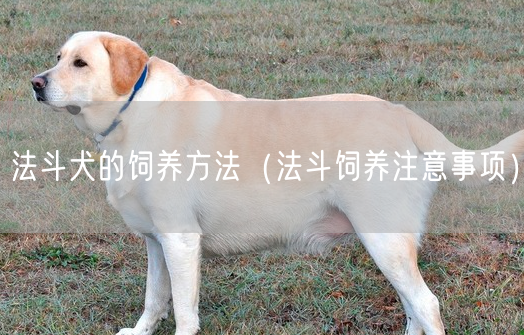 法斗犬的饲养方法（法斗饲养注意事项）