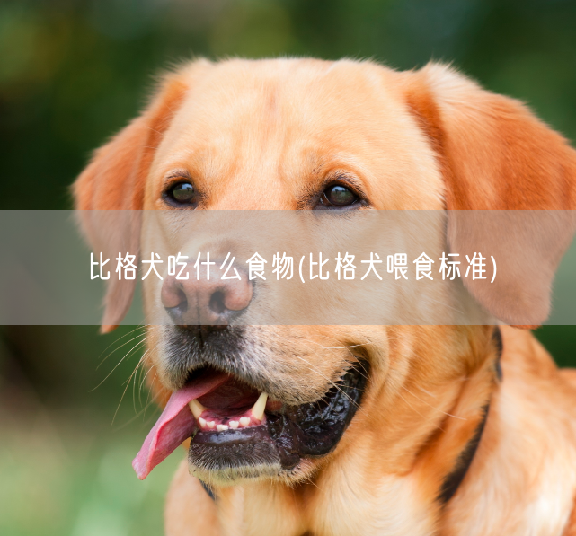 比格犬吃什么食物(比格犬喂食标准)