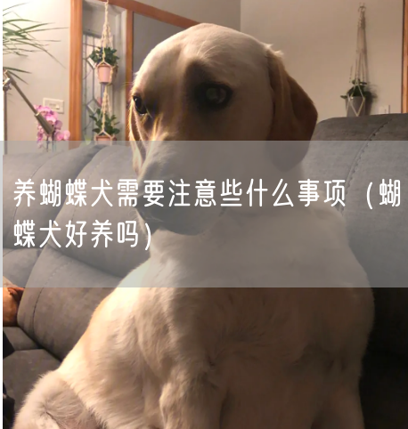 养蝴蝶犬需要注意些什么事项（蝴蝶犬好养吗）