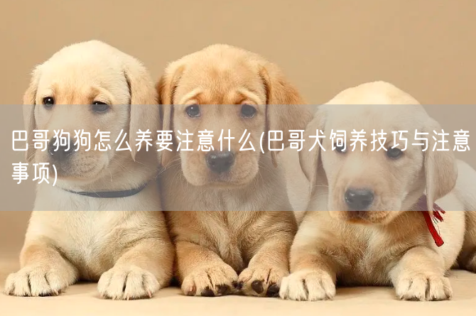 巴哥狗狗怎么养要注意什么(巴哥犬饲养技巧与注意事项)