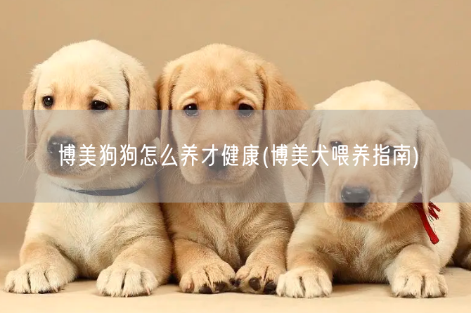 博美狗狗怎么养才健康(博美犬喂养指南)