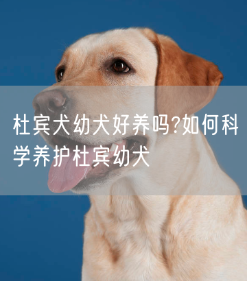 杜宾犬幼犬好养吗?如何科学养护杜宾幼犬