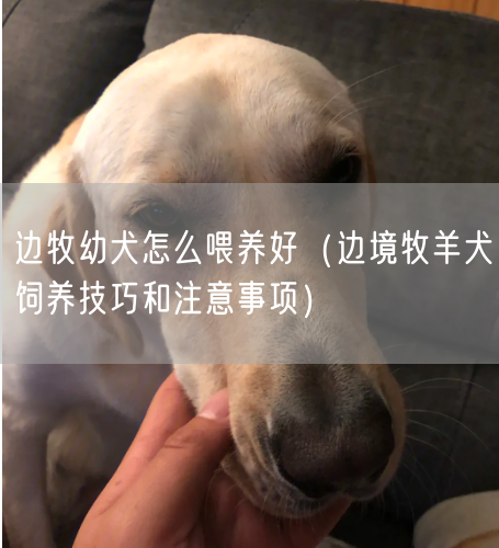 边牧幼犬怎么喂养好（边境牧羊犬饲养技巧和注意事项）