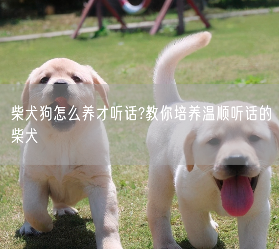 柴犬狗怎么养才听话?教你培养温顺听话的柴犬