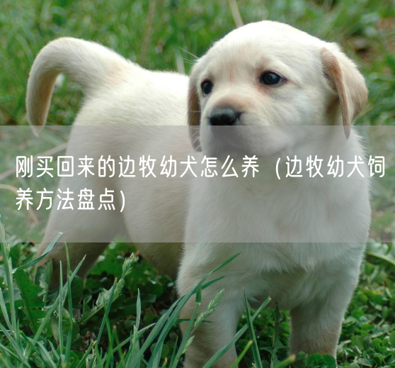 刚买回来的边牧幼犬怎么养（边牧幼犬饲养方法盘点）