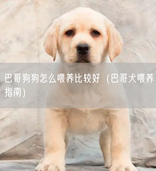 巴哥狗狗怎么喂养比较好（巴哥犬喂养指南）