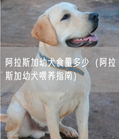 阿拉斯加幼犬食量多少（阿拉斯加幼犬喂养指南）