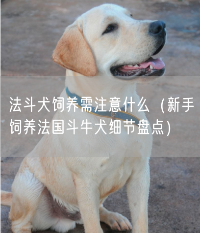 法斗犬饲养需注意什么（新手饲养法国斗牛犬细节盘点）