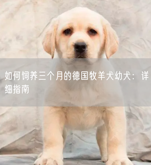 如何饲养三个月的德国牧羊犬幼犬：详细指南