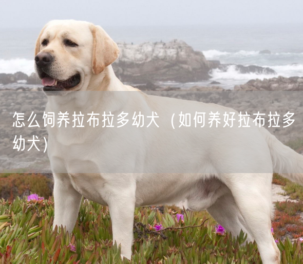 怎么饲养拉布拉多幼犬（如何养好拉布拉多幼犬）