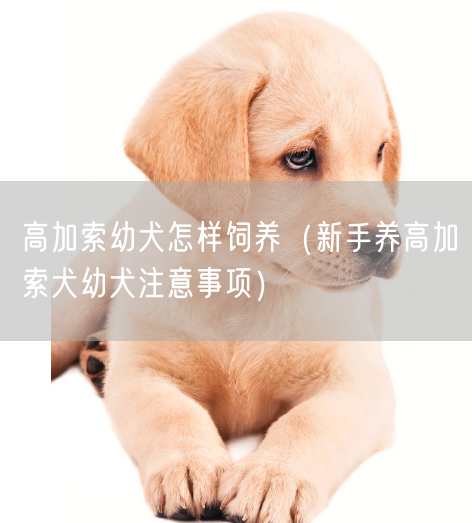 高加索幼犬怎样饲养（新手养高加索犬幼犬注意事项）