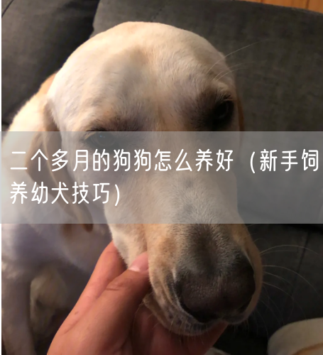 二个多月的狗狗怎么养好（新手饲养幼犬技巧）