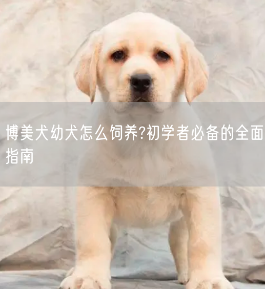 博美犬幼犬怎么饲养?初学者必备的全面指南