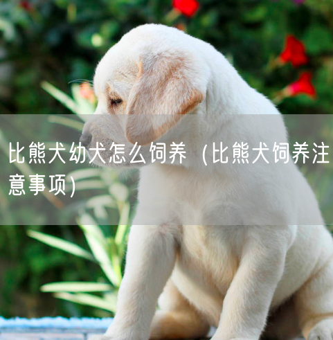 比熊犬幼犬怎么饲养（比熊犬饲养注意事项）