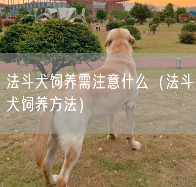 法斗犬饲养需注意什么（法斗犬饲养方法）