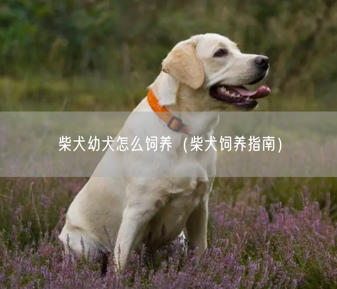 柴犬幼犬怎么饲养（柴犬饲养指南）