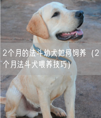 2个月的法斗幼犬如何饲养（2个月法斗犬喂养技巧）