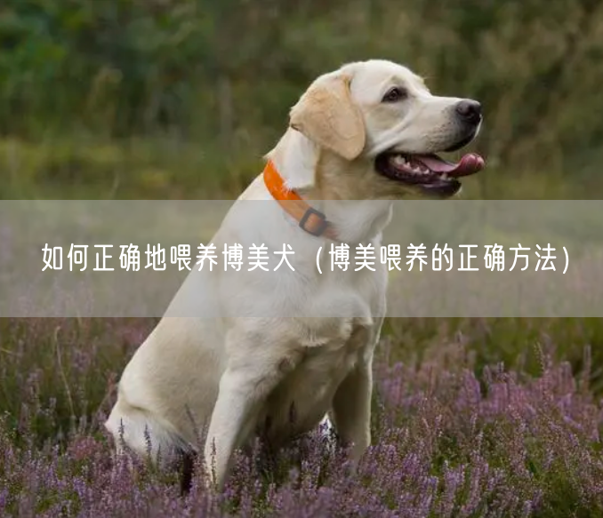 如何正确地喂养博美犬（博美喂养的正确方法）