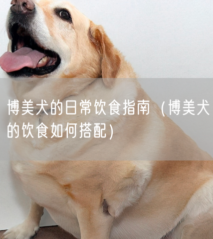 博美犬的日常饮食指南（博美犬的饮食如何搭配）