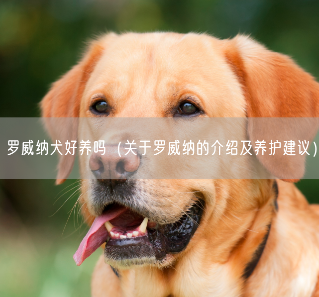 罗威纳犬好养吗（关于罗威纳的介绍及养护建议）