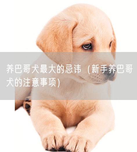 养巴哥犬最大的忌讳（新手养巴哥犬的注意事项）