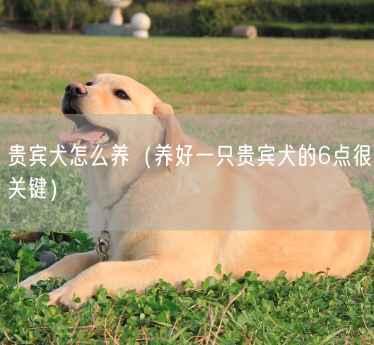 贵宾犬怎么养（养好一只贵宾犬的6点很关键）