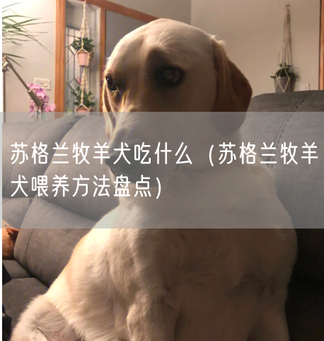 苏格兰牧羊犬吃什么（苏格兰牧羊犬喂养方法盘点）