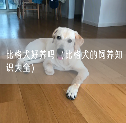 比格犬好养吗（比格犬的饲养知识大全）