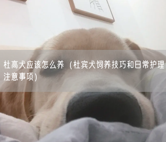 杜高犬应该怎么养（杜宾犬饲养技巧和日常护理注意事项）