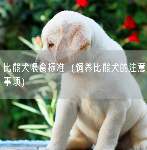 比熊犬喂食标准（饲养比熊犬的注意事项）