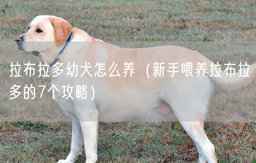 拉布拉多幼犬怎么养（新手喂养拉布拉多的7个攻略）