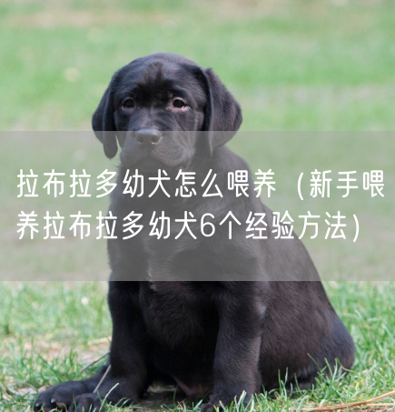 拉布拉多幼犬怎么喂养（新手喂养拉布拉多幼犬6个经验方法）