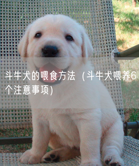 斗牛犬的喂食方法（斗牛犬喂养6个注意事项）